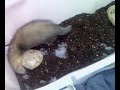 Miki Loco...