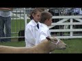 Great Yorkshire Show 2008 - sheep, 9yrs accredited