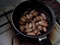 Worms Worms