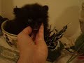 TINY TEACUP POMERANIAN TINY TEACUP POMERANIAN