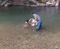 swimming with kelah
