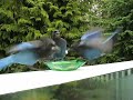Blue Jay Bird &amp; Peanut @ Sechelt, BC, Canada