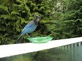 Blue Jay Bird & Peanut @ Sechelt, BC, Canada Blue Jay Bird & Peanut @ Sechelt, BC, Canada