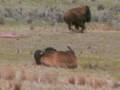 videos de South Dakota Bison