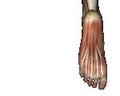 videos de Massage and Planter Fasciitis
