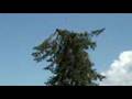 Taglio albero pericolante - Helicopter Big Tree cut