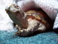 koopa kira turtlekissinfool turtlekiss turtlekiss.com turtles turtle tortoise art abstract outsider ebay wooooo!