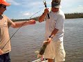 shark attack southwest florida everglades shark attack southwest florida everglades