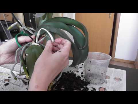 Orchidee umtopfen und durch Kindel vermehren