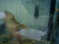 6ft 100 gallon freshwater tank