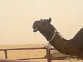 موقع سمان الهرج الشعبي مزاين مزايين الابل بعير ناقه ناقة فحل مجاهيم وضح قصايد قصيده قلطات قلطه شعر اشعارالهاجري القحطاني العتيبي السبيعي اليامي العجمي المري الحربي الدوسري شعبي