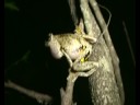 The Laughing Kookaburra Frog.