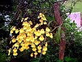 Oncidium flexuoso Oncidium flexuoso