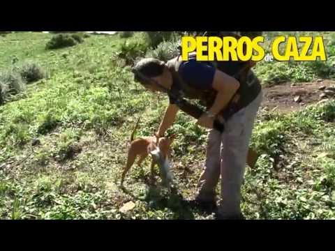 caza - Caza con podencos andaluces es un documental de Oceano Audiovisual publicado con la revista Perros de Caza en la que podremos conocer en profundidad al peque...