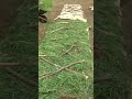 Click here to watch this video Starting our permaculture/raised bed garden