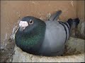 PART 4 , Hodowla Kulbacki 08r , gołębie,Tauben,pigeon,Голуби PART 4 , Hodowla Kulbacki 08r , gołębie,Tauben,pigeon,Голуби