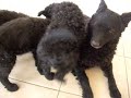 Irhaberki C puppies 8 weeks