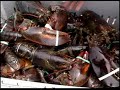 Landing Lobster Gear Landing Lobster Gear