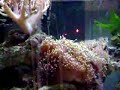 90l nano