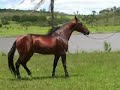 Tento JHR - Campe�o Nacional da Ra�a Campolina