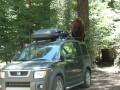 Yosemite Bear vs Yakima Cargo Box