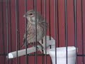 carduelis cannabina 1 carduelis cannabina 1