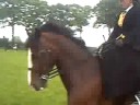 Me and Tino Sidesaddle Me and Tino Sidesaddle