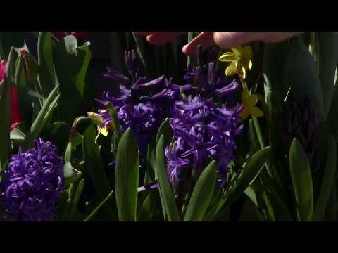 how to replant potted daffodils