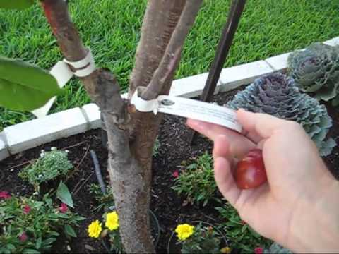 how to care plum tree