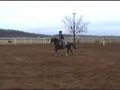 Rios First Flit Bar Stallion