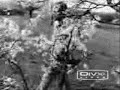 Blossom Out