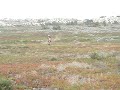 Ciervo en la arena entre Comporta y Sines
