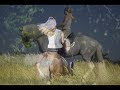 Electrifying Lusitano Horses!!