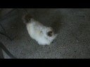 Pussy before shave