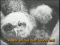 Hawkeye nature cam - color nestbox video camera Hawkeye nature cam - color nestbox video camera