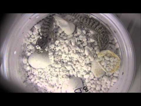 YouTube reptile video