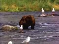 bear from vista bear from vista