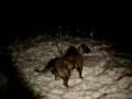 Bullmastiff vs Leonberger og nuffe