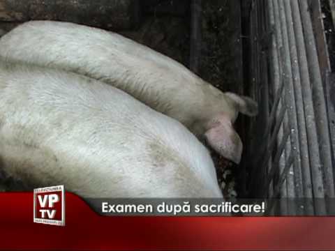 Examen după sacrificare!