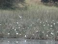 BIRDING EL PERAL