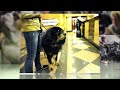 Westminster Kennel Club Pageant Gets Underway