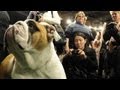 Westminster Kennel Club Pageant Gets Underway