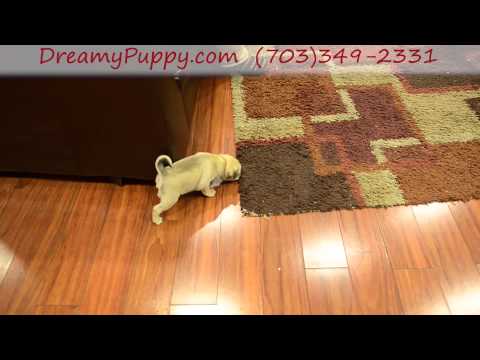 Cute Pug Boy Puppy !