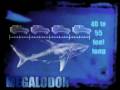 videos de Shark Quiz:  Which Came First