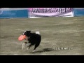 Click here to watch this video K9 東扇島1R