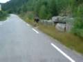 videos de elgen
