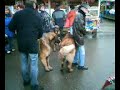 Leonberger in Leonberg von messeneuheiten.de.tt