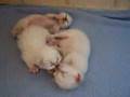 www.catterychivers.nl