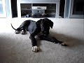 Talking Great Gane Puppy Talking Great Gane Puppy