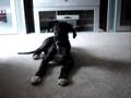 Talking Great Gane Puppy